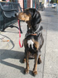 A dog outside Allegro Cafe