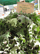 Kale