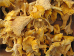 Chanterelles
