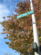 Crow in the tree on 50th and University Way