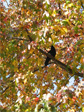 Crow in the tree across the street from the Farmers’ Market