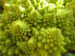 Romanesco broccoli