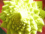 Romanesco broccoli