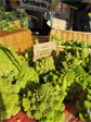 Romanesco broccoli
